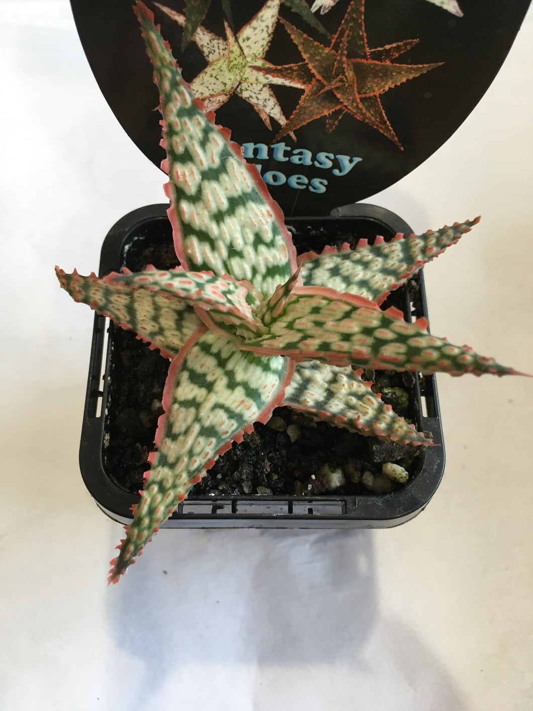 Fantasy Aloes in 7cm pot
