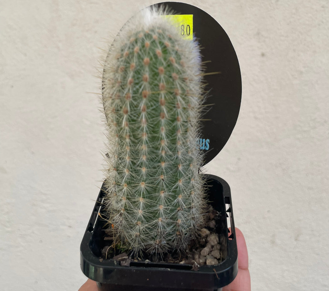 Trixanthocereus senilis in 7cm pot