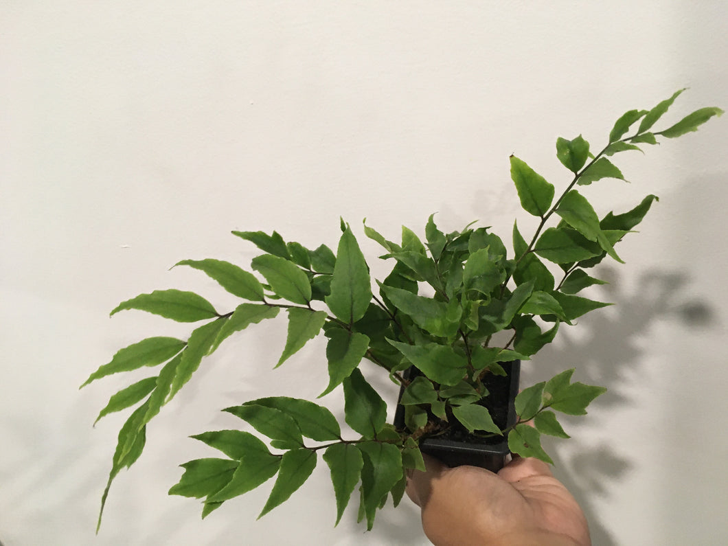 Cyrtomium falcatum or Japanese Holly Fern in 7.5cm pot