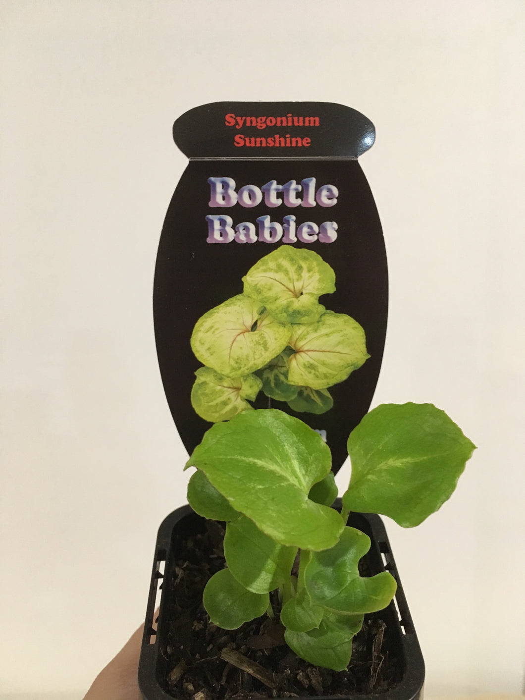 Syngonium Sunshine in 7cm pot