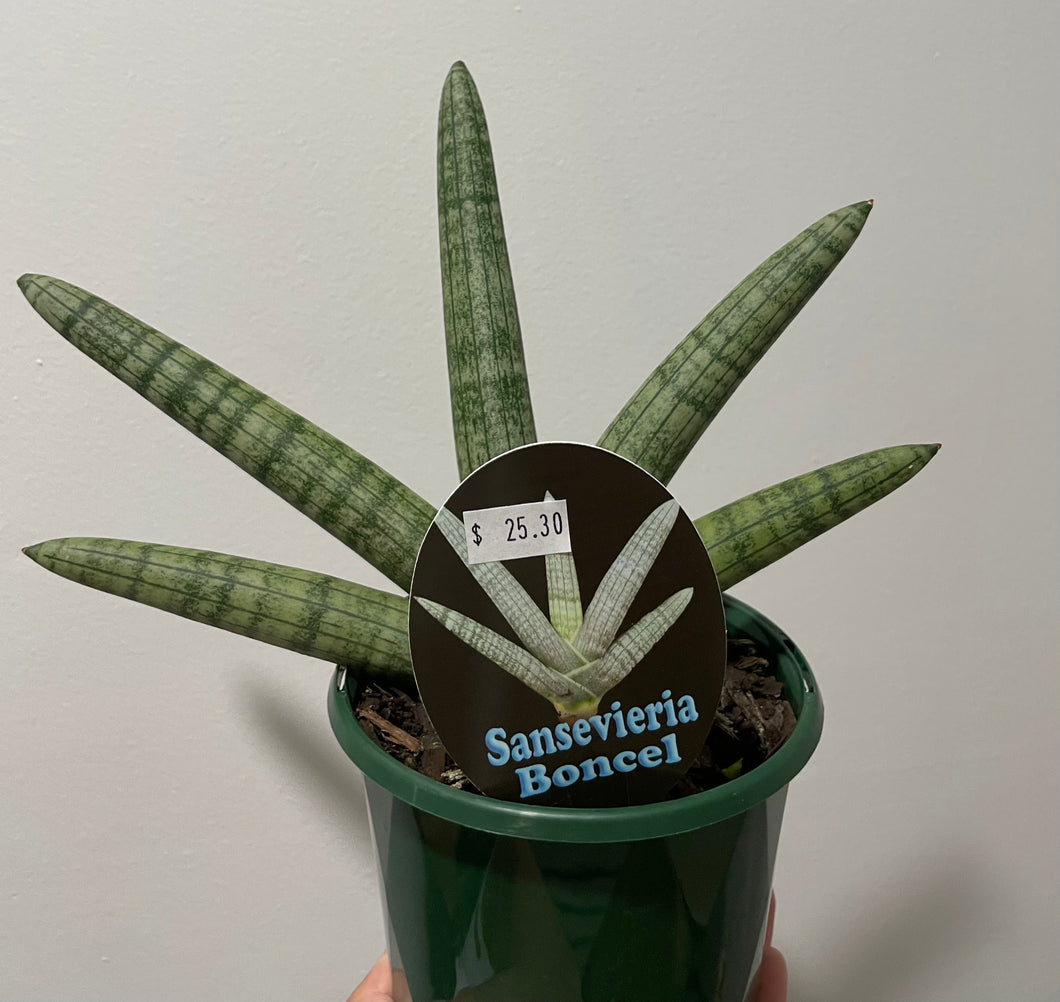 Sansevieria boncel in 13cm pot