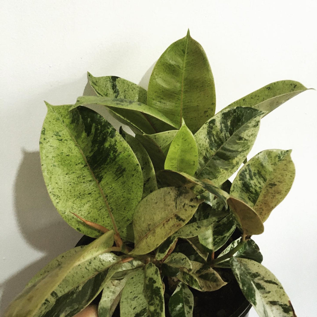 Ficus shivereana in 20cm pot