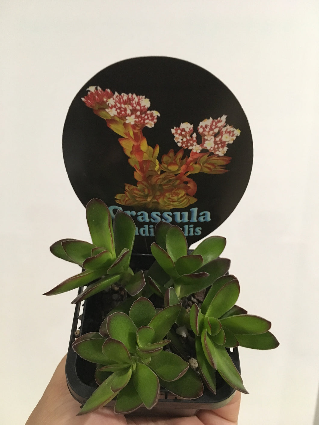 Crassula naudicaulis in 7cm pot