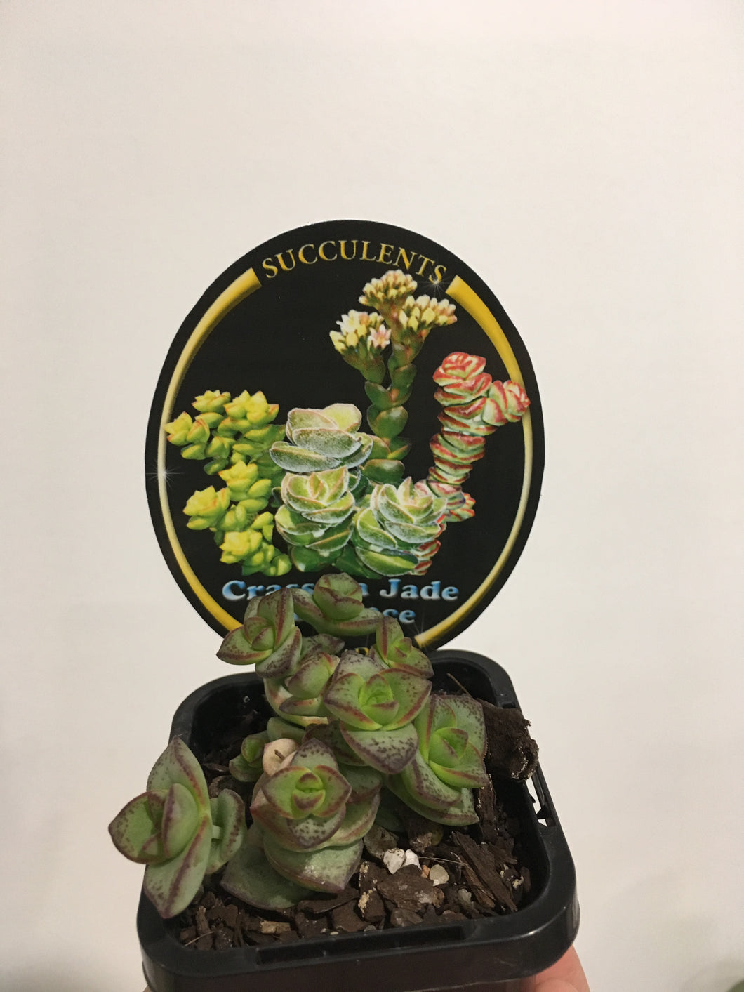 Crassula Jade Necklace in 7cm pot