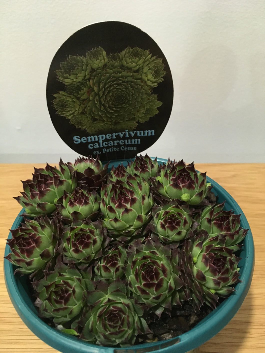 Sempervivum calcareum in 13cm pot