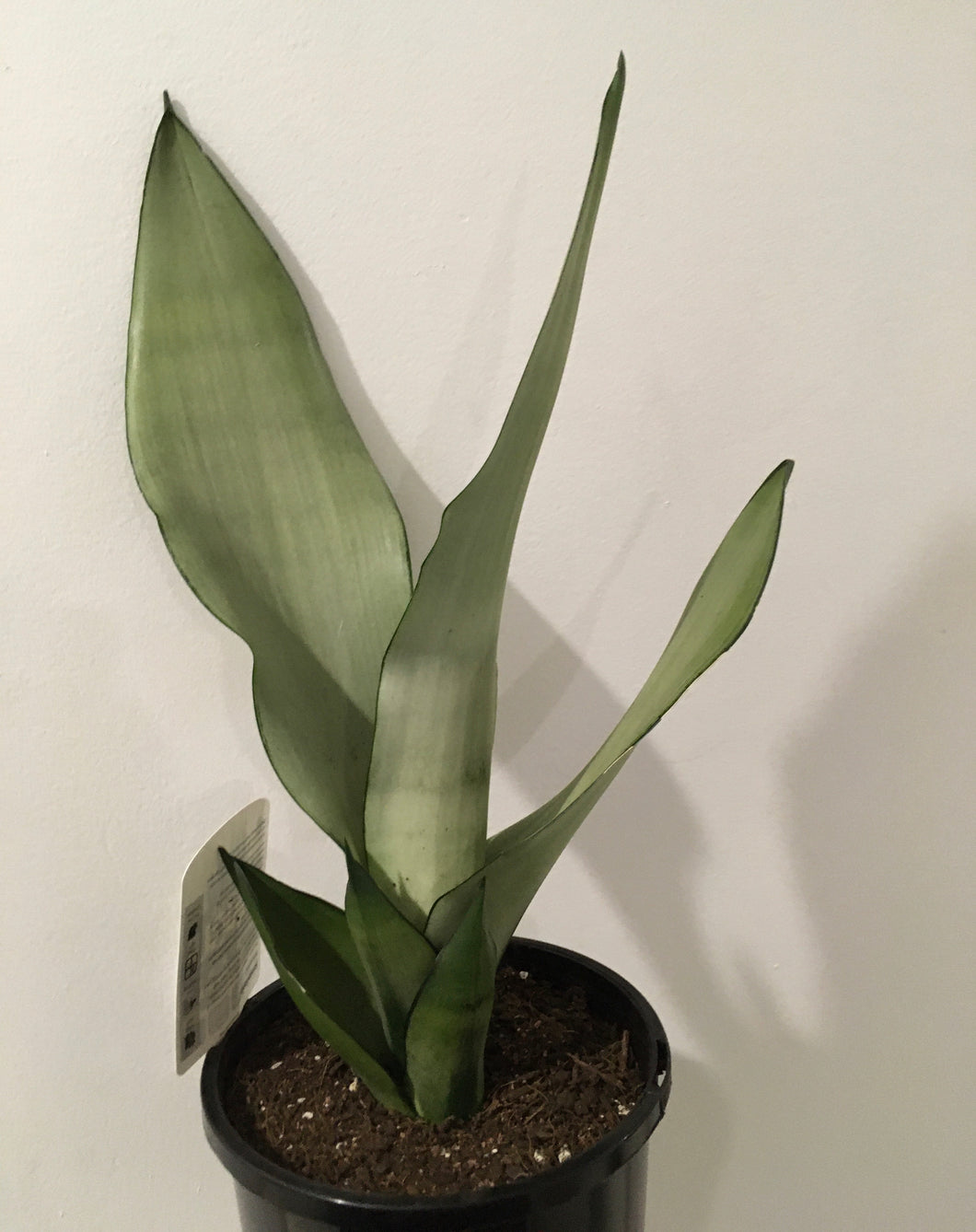 Sansevieria moonshine in 17cm pot