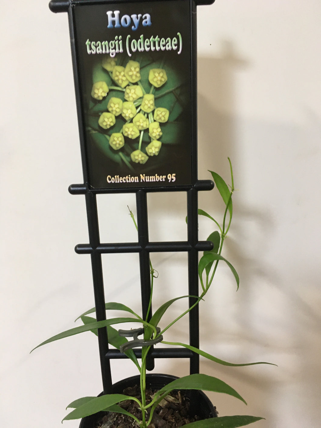 Hoya tsangii (odetteae) in 8cm pot