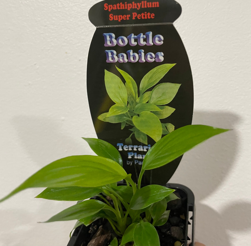 Spathiphyllum super petite in 7cm pot