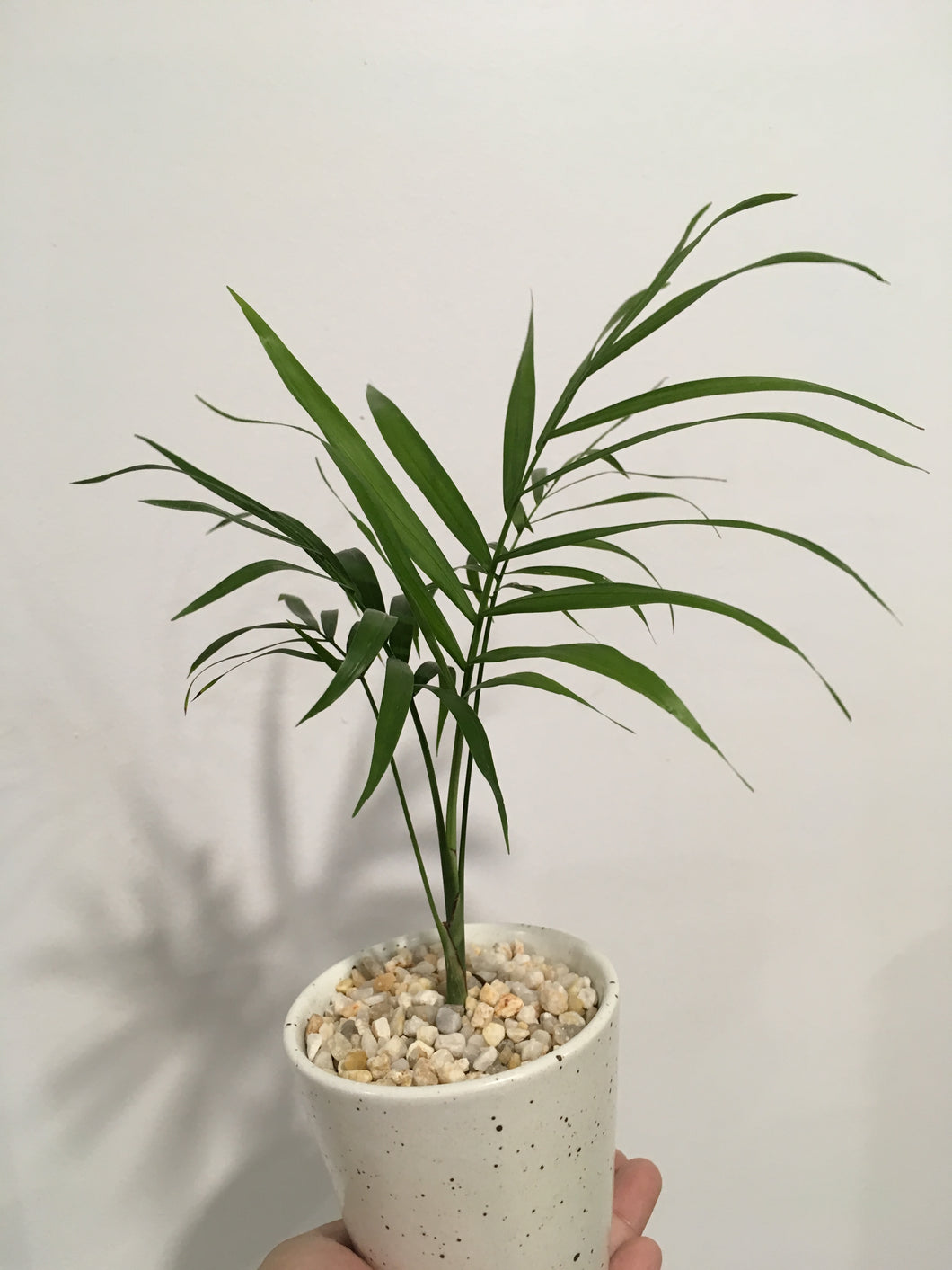 Parlour Palm in 8cm ceramic pot