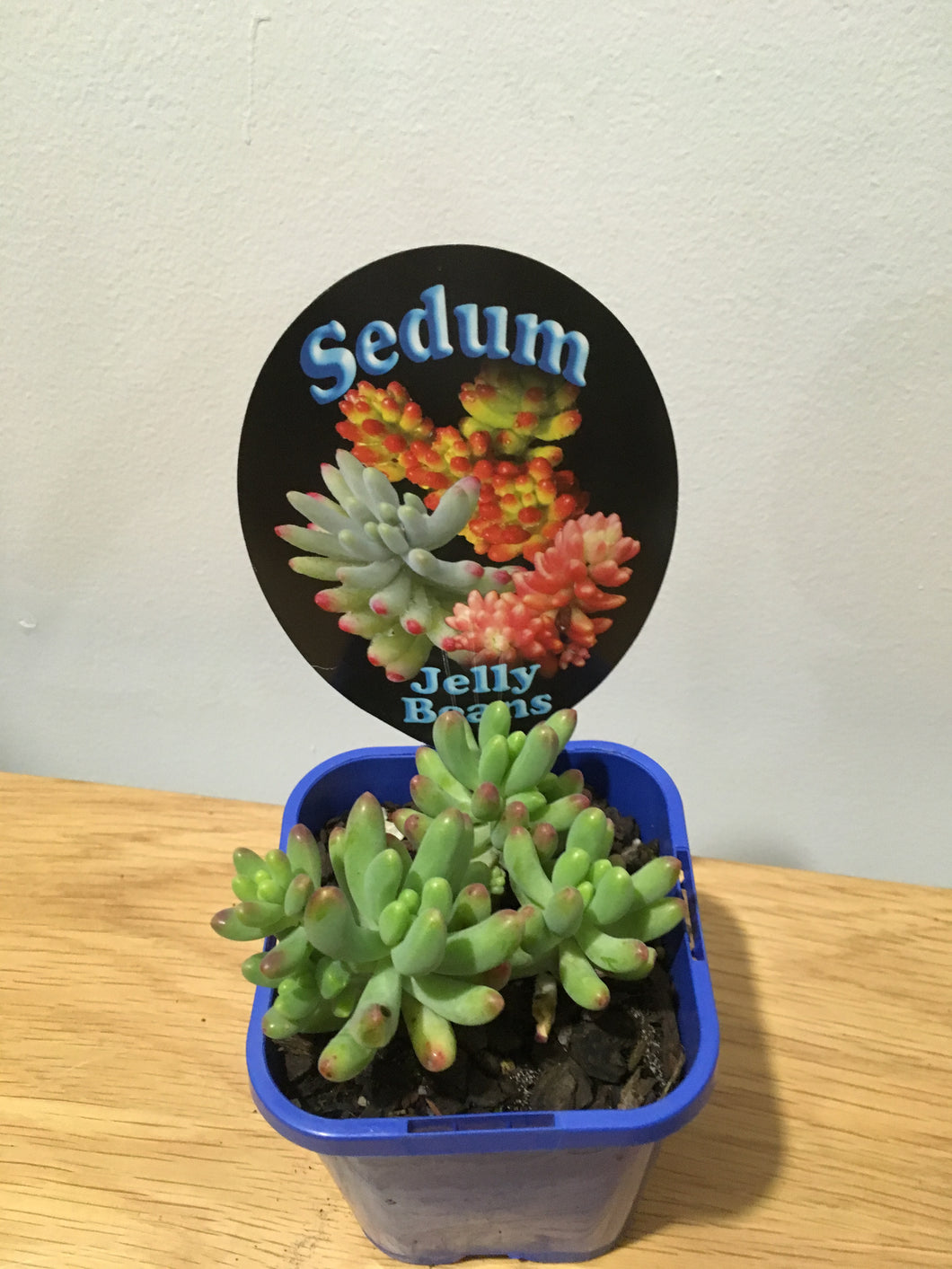 Sedum Jelly Bean in 10cm pot