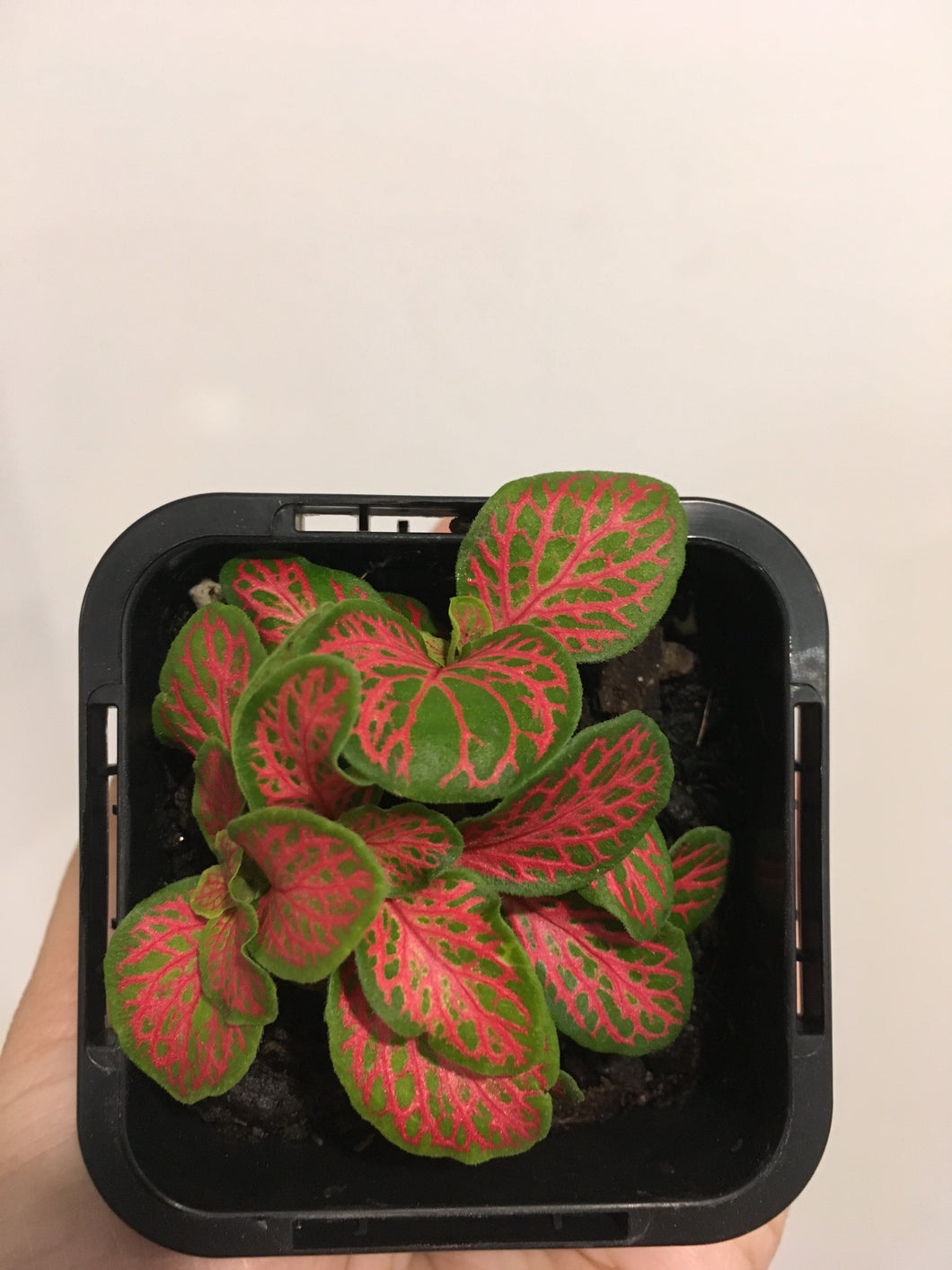 Fittonia minima neon in 7cm pot