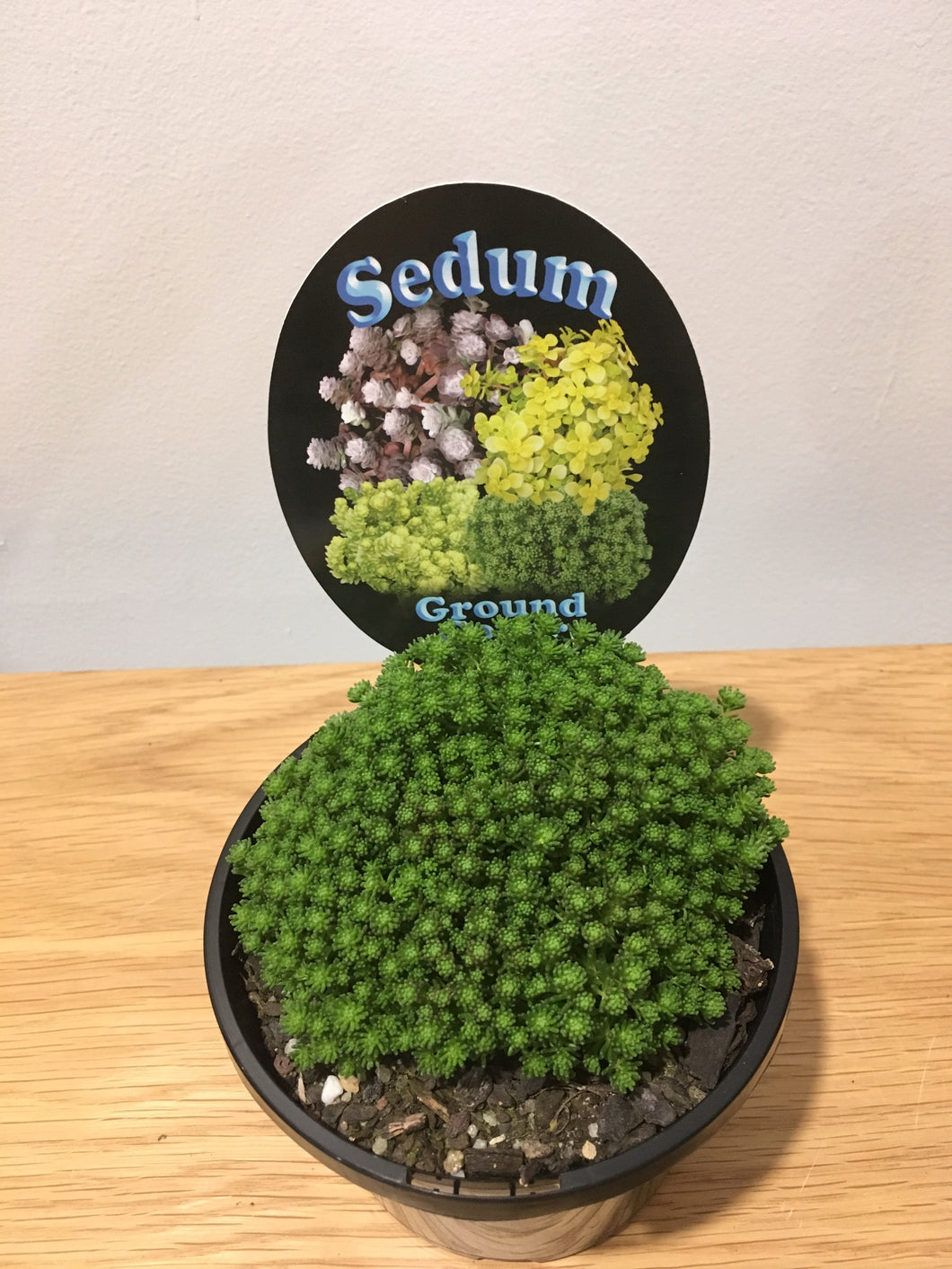 Sedum Ground Cover in 12cm pot