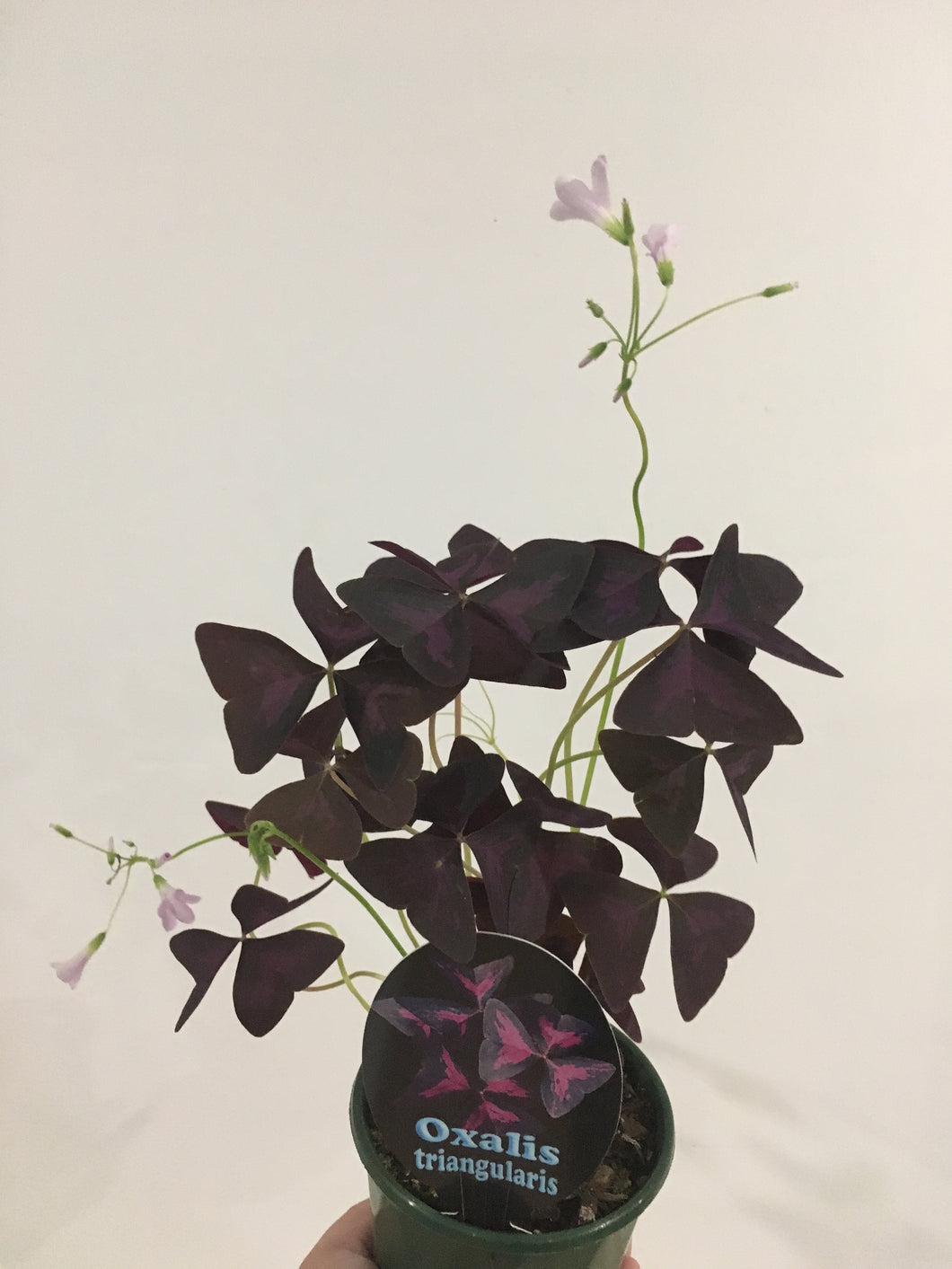 Oxalis Triangularis in 10cm pot