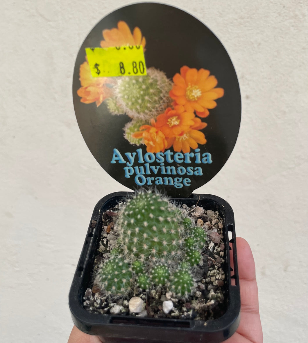 Aylosteria pulvinosa orange in 7cm pot