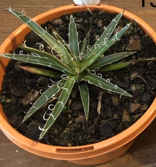 Agave leopoldii