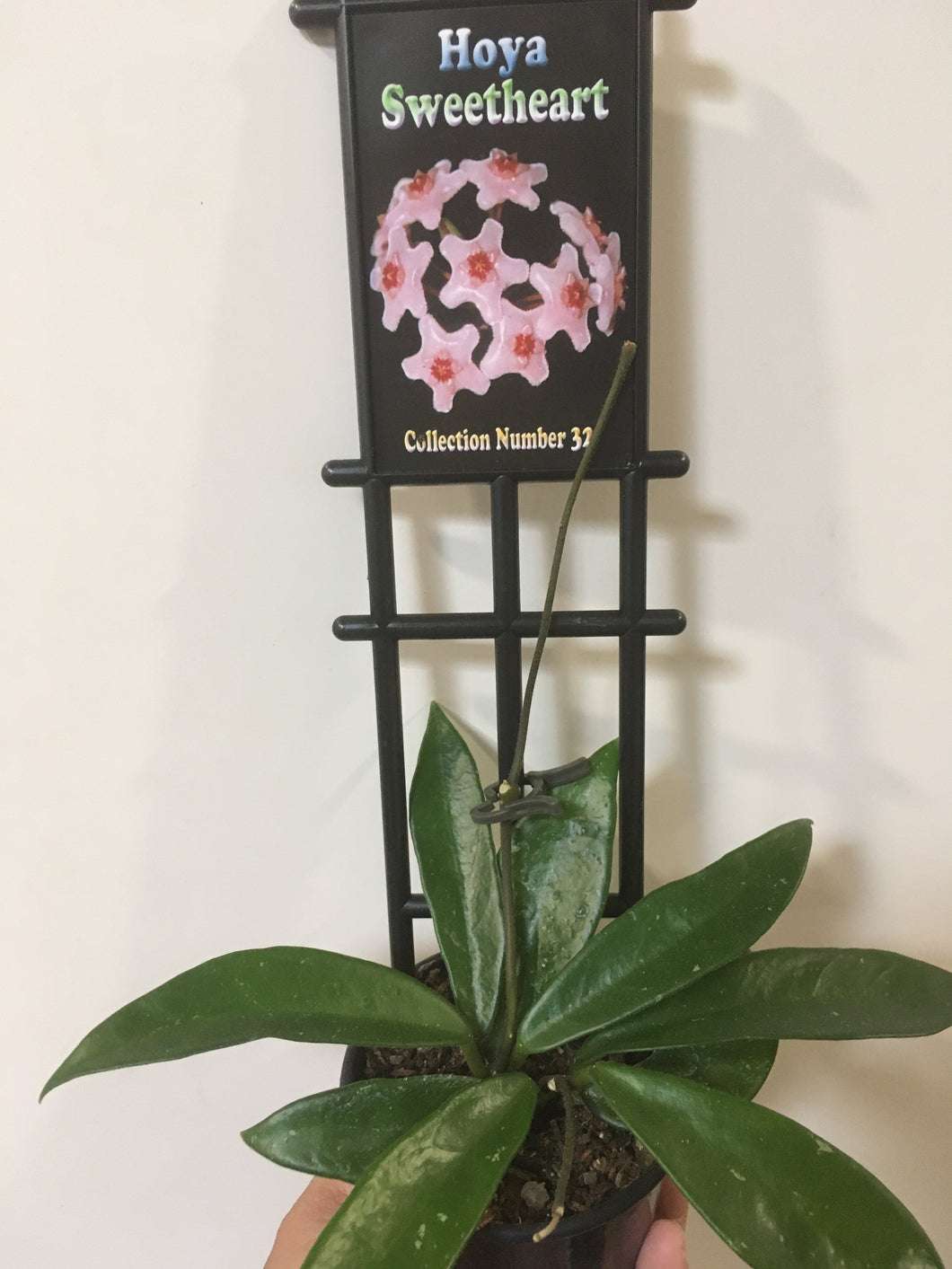 Hoya sweetheart in 8cm pot