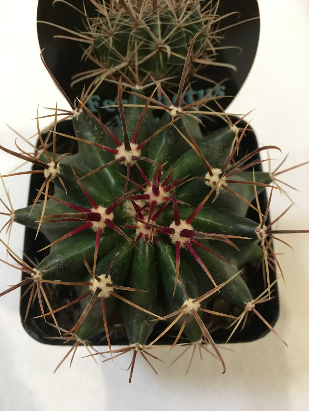 Ferocactus herrerae in 10cm pot
