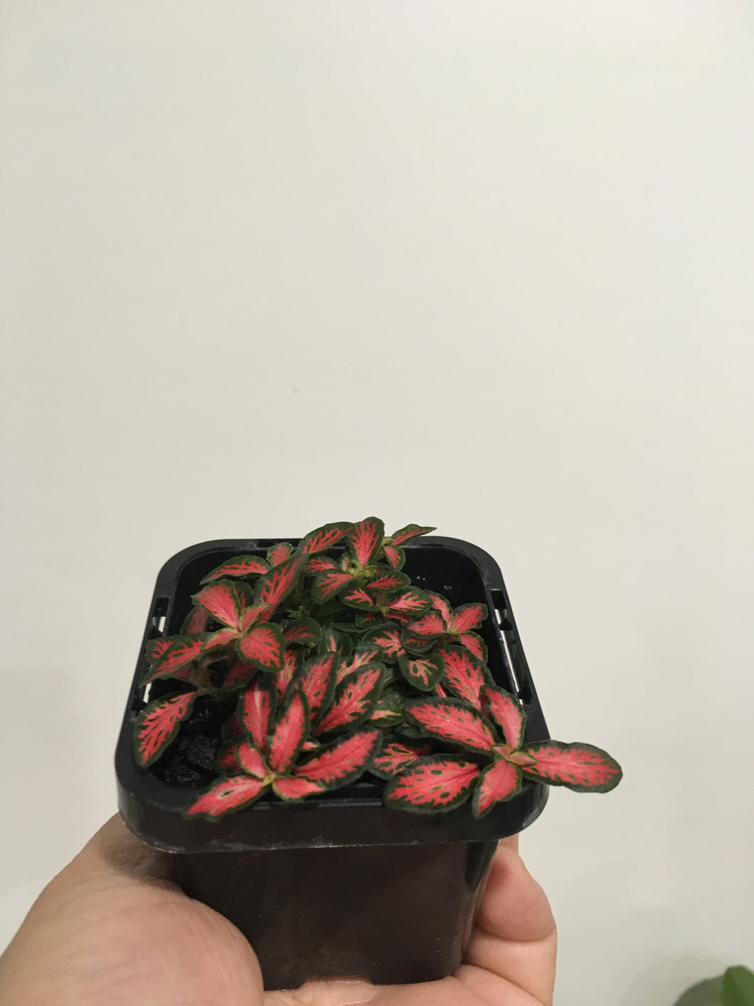 Fittonia Flamule in 7cm pot
