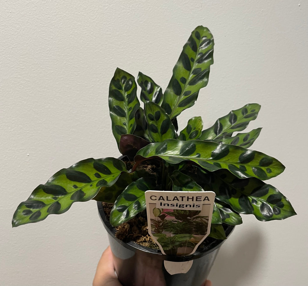 Calathea Insignis in 14cm pot