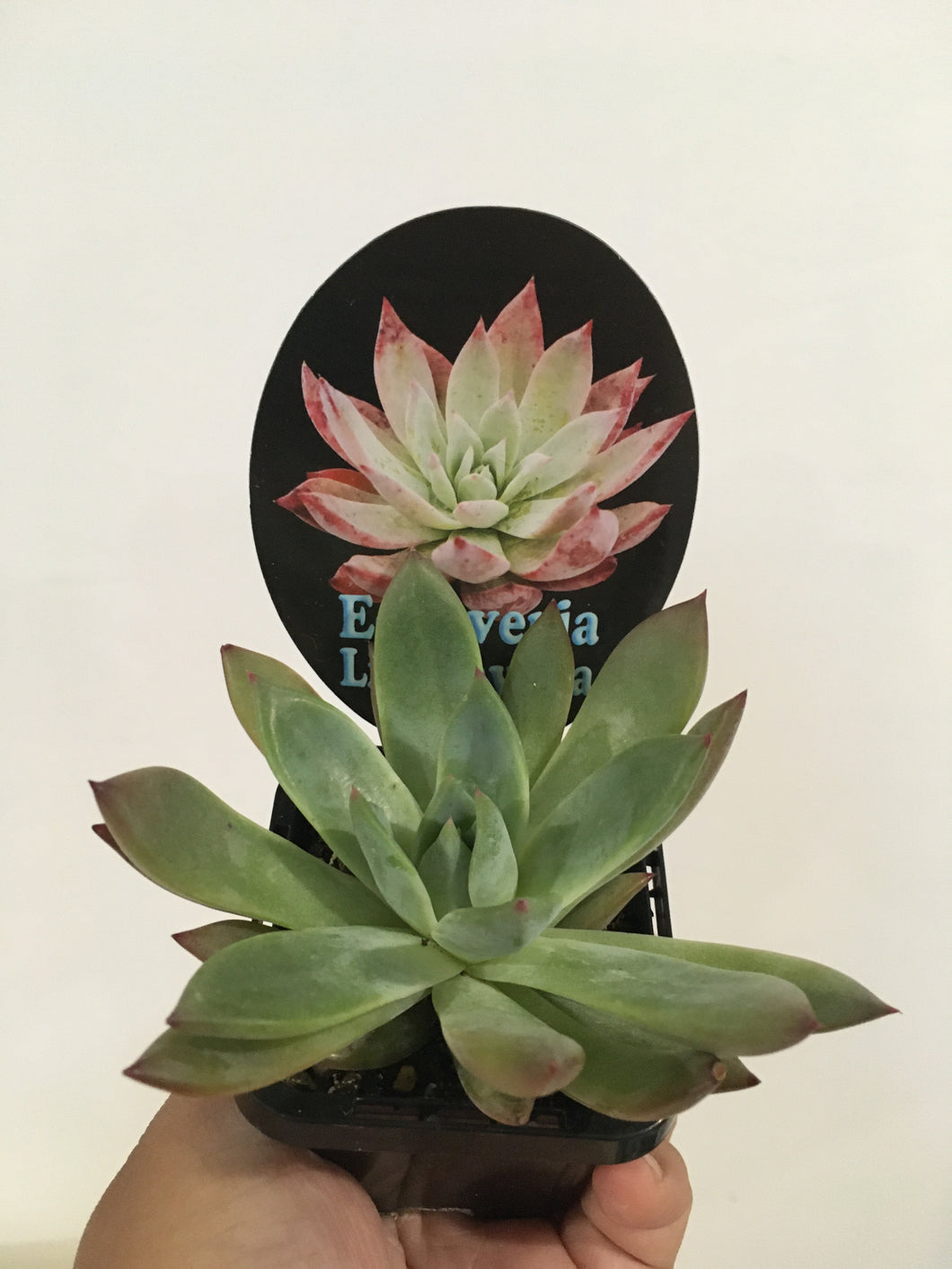 Echeveria Lindsayana in 7cm pot