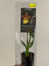 Load image into Gallery viewer, Mini Orchids - Colmanara
