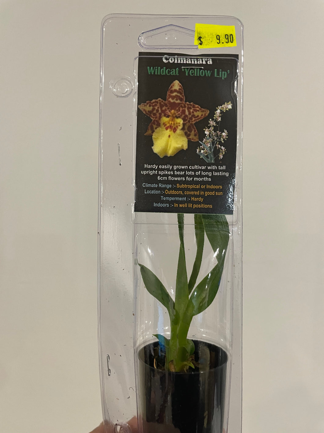 Mini Orchids - Colmanara