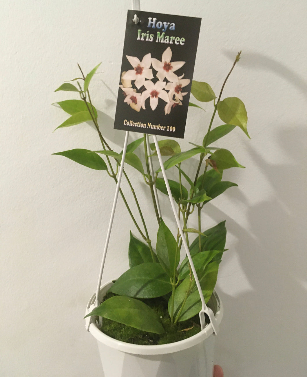 Hoya Iris Maree in 13cm pot