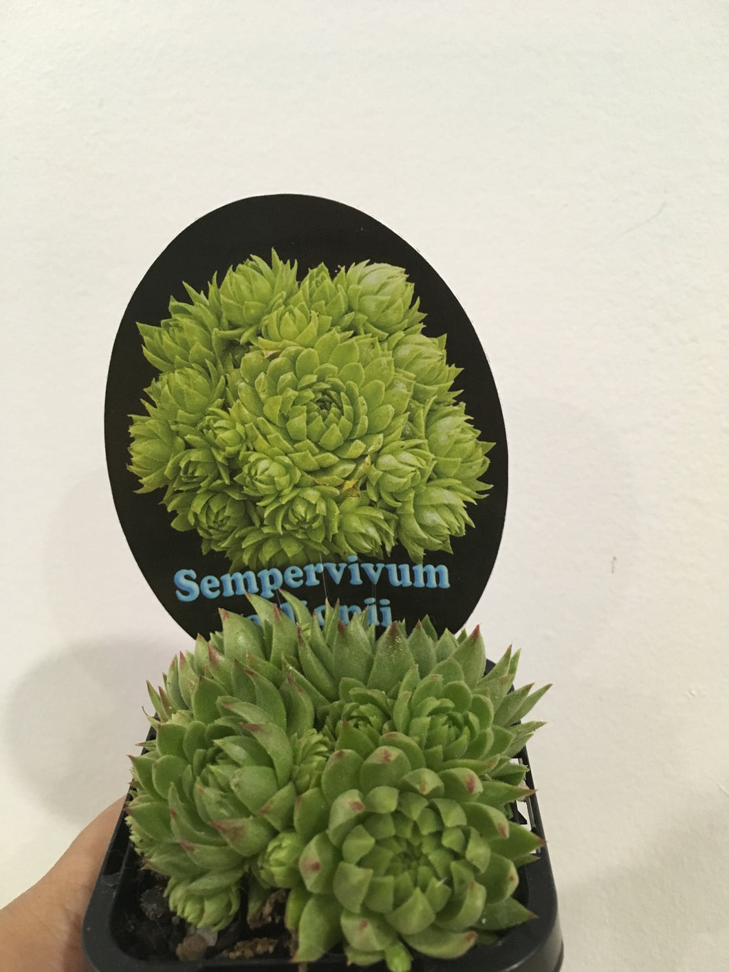 Sempervivum allionii in 7cm pot