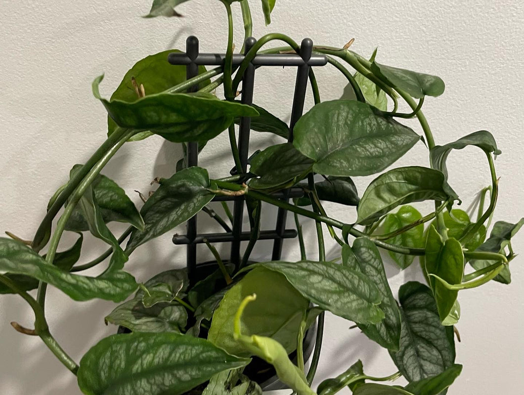 Monstera siltepecana 14cm