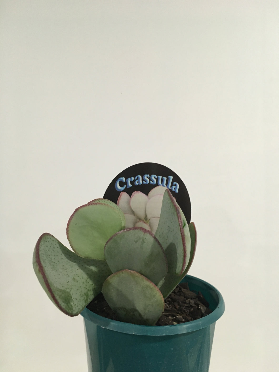 Crassula Silver Dollar in 13cm pot