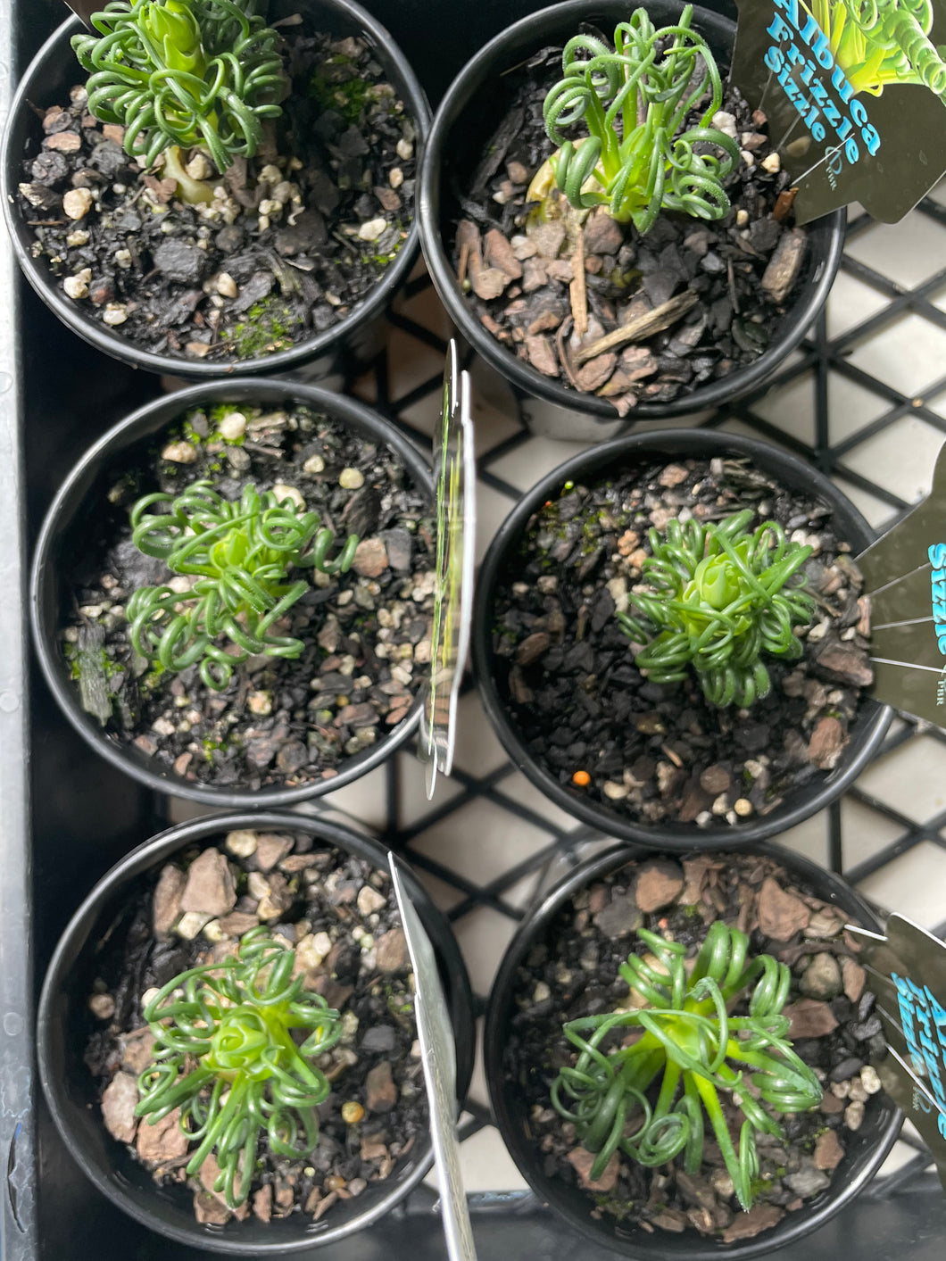 Albuca spiralis in 10cm pot