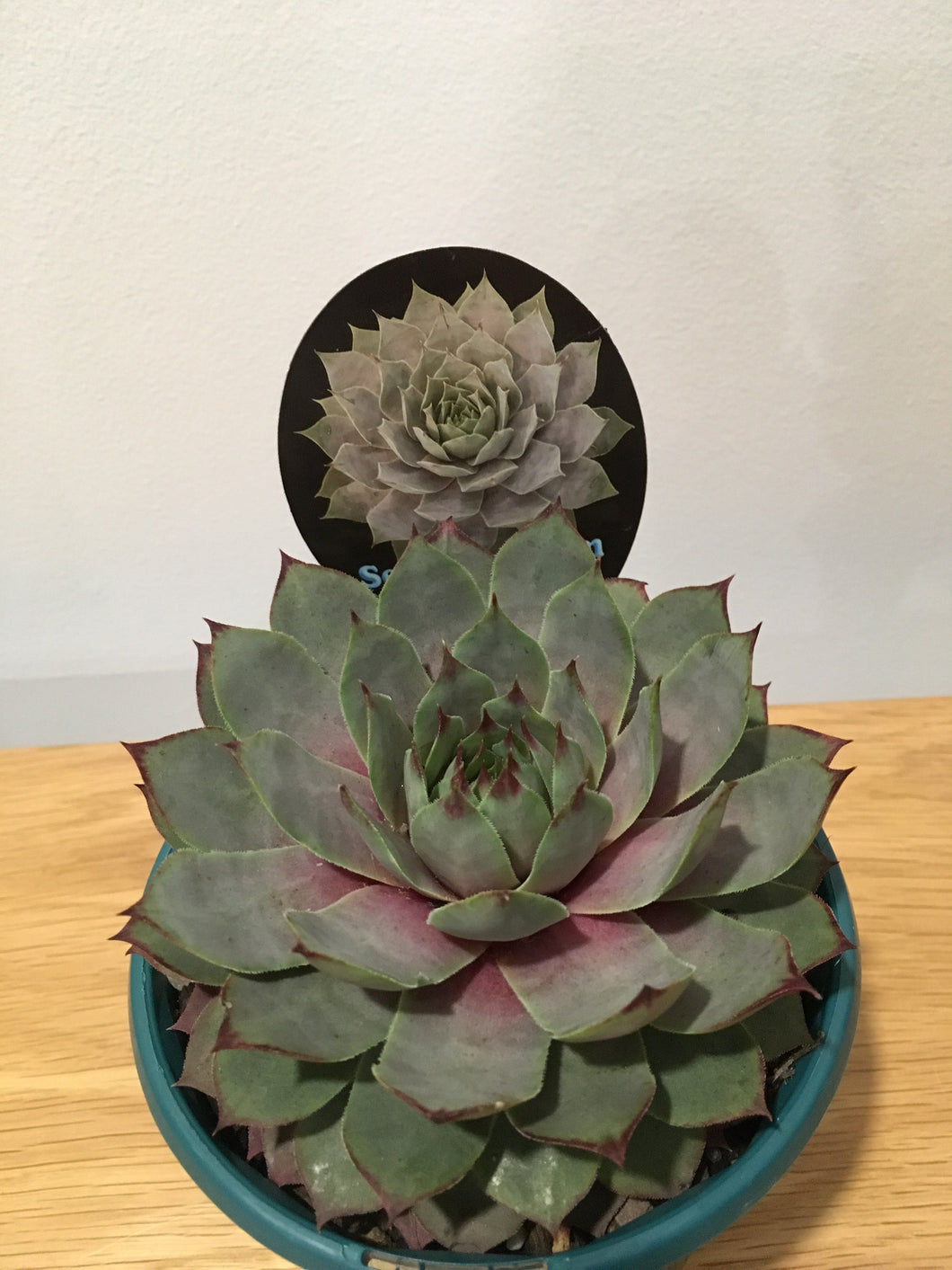 Sempervivum Lilac Time in 13cm pot