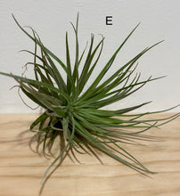 Load image into Gallery viewer, Air plants - medium size
