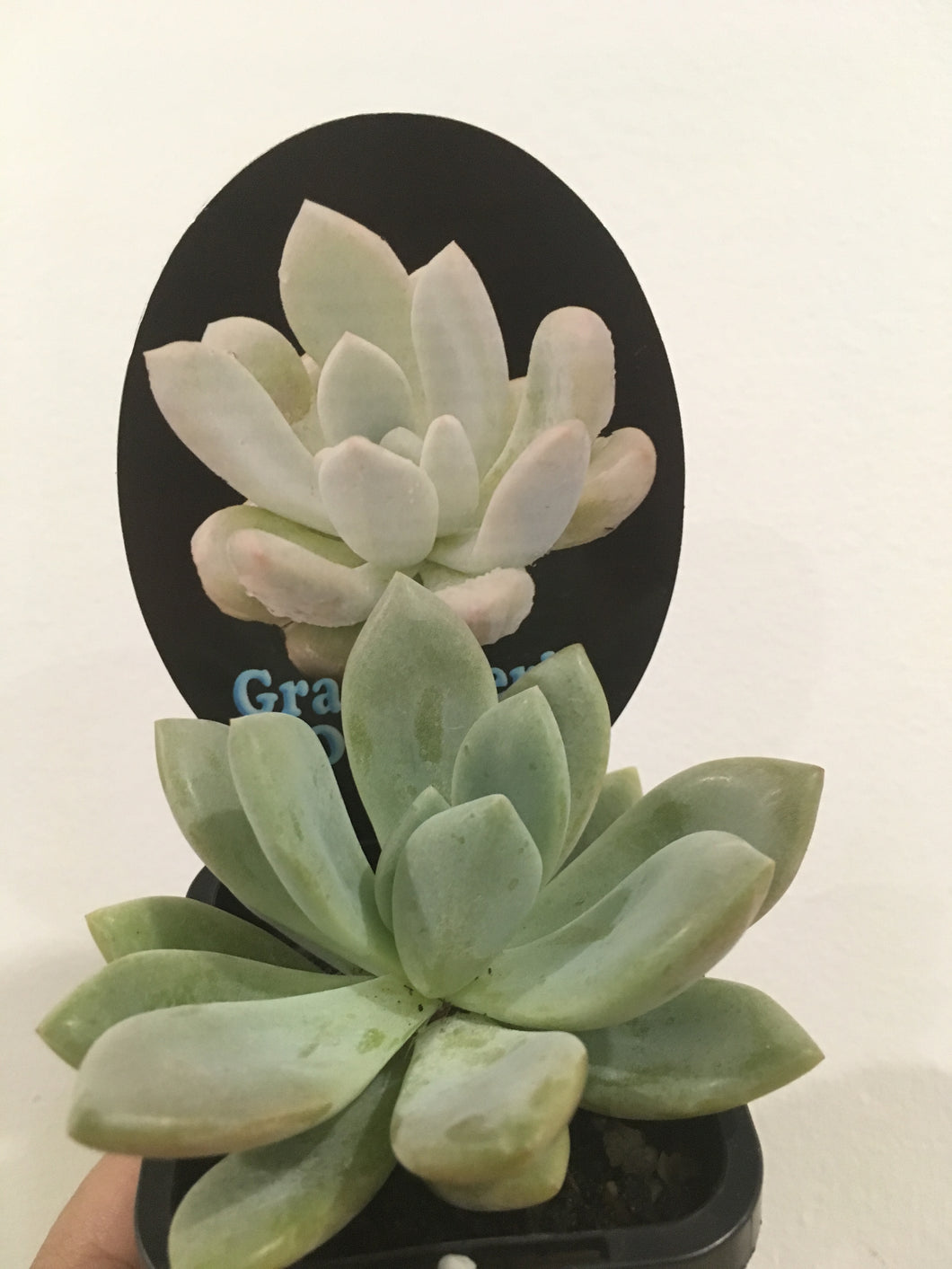 Graptoveria opalina in 7cm pot