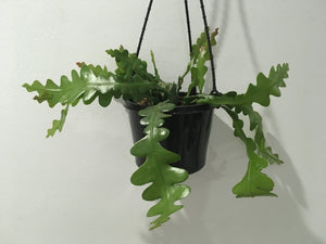 Epiphyllum anguliger fishbone cactus in  15cm hanging pot