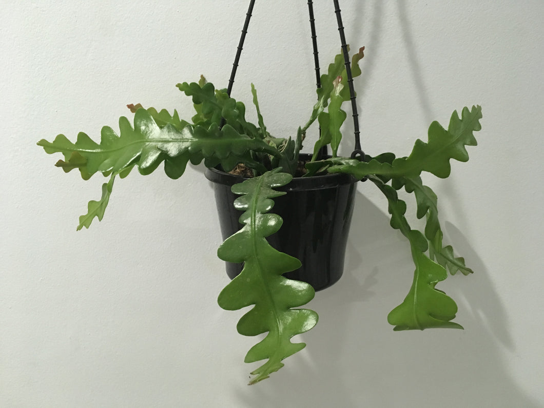 Epiphyllum anguliger fishbone cactus in  15cm hanging pot