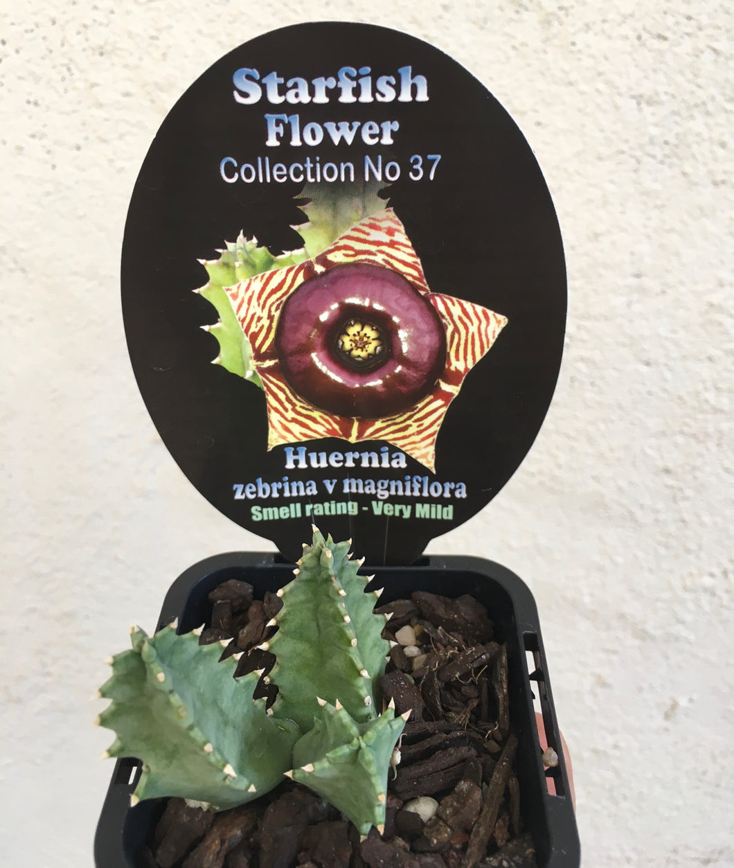 Starfish - Huernia zebrina v magniflora in 7cm pot
