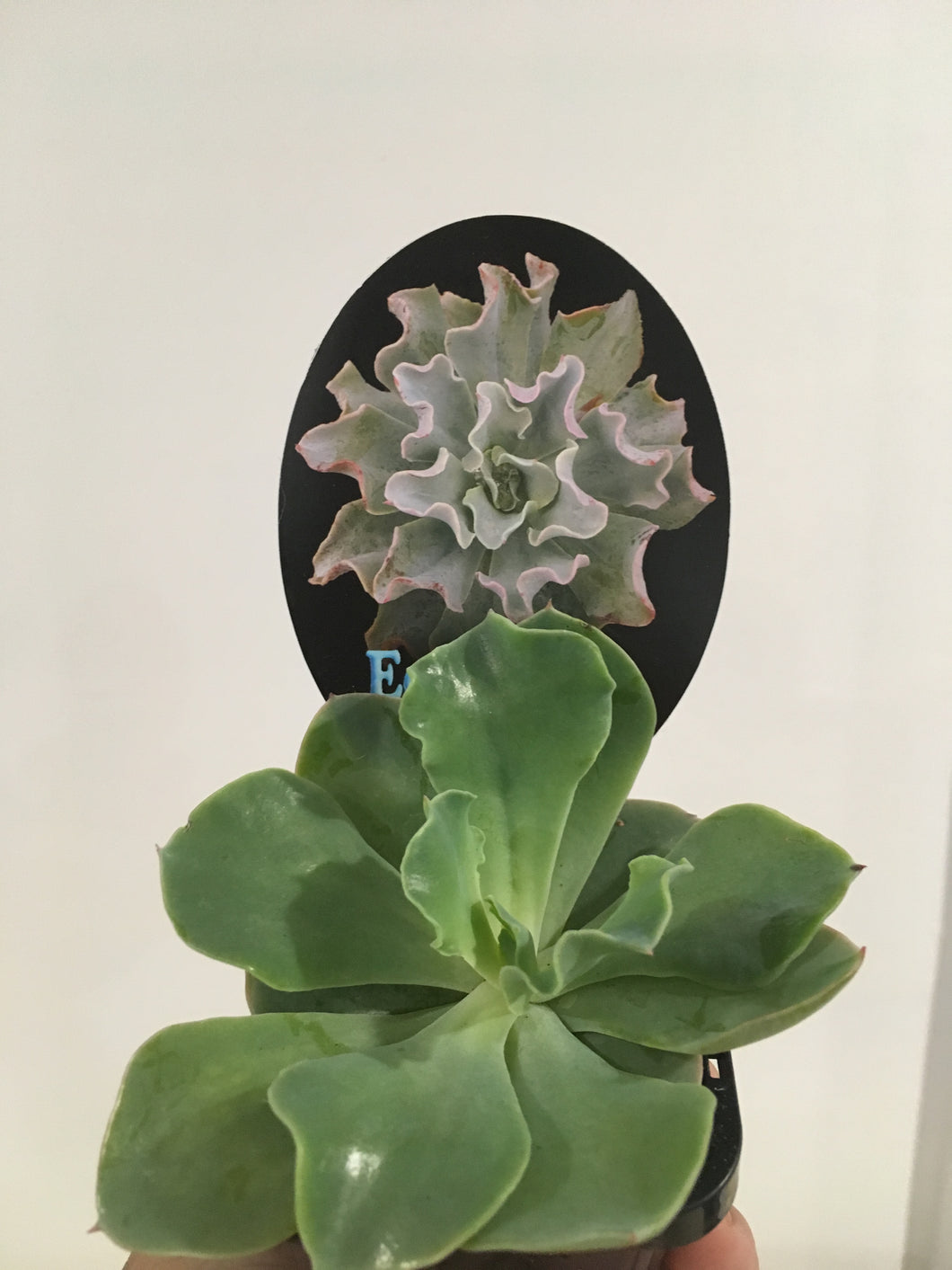 Echeveria Bluette in 7cm pot