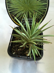 Agave Stricta Nana in 7cm pot