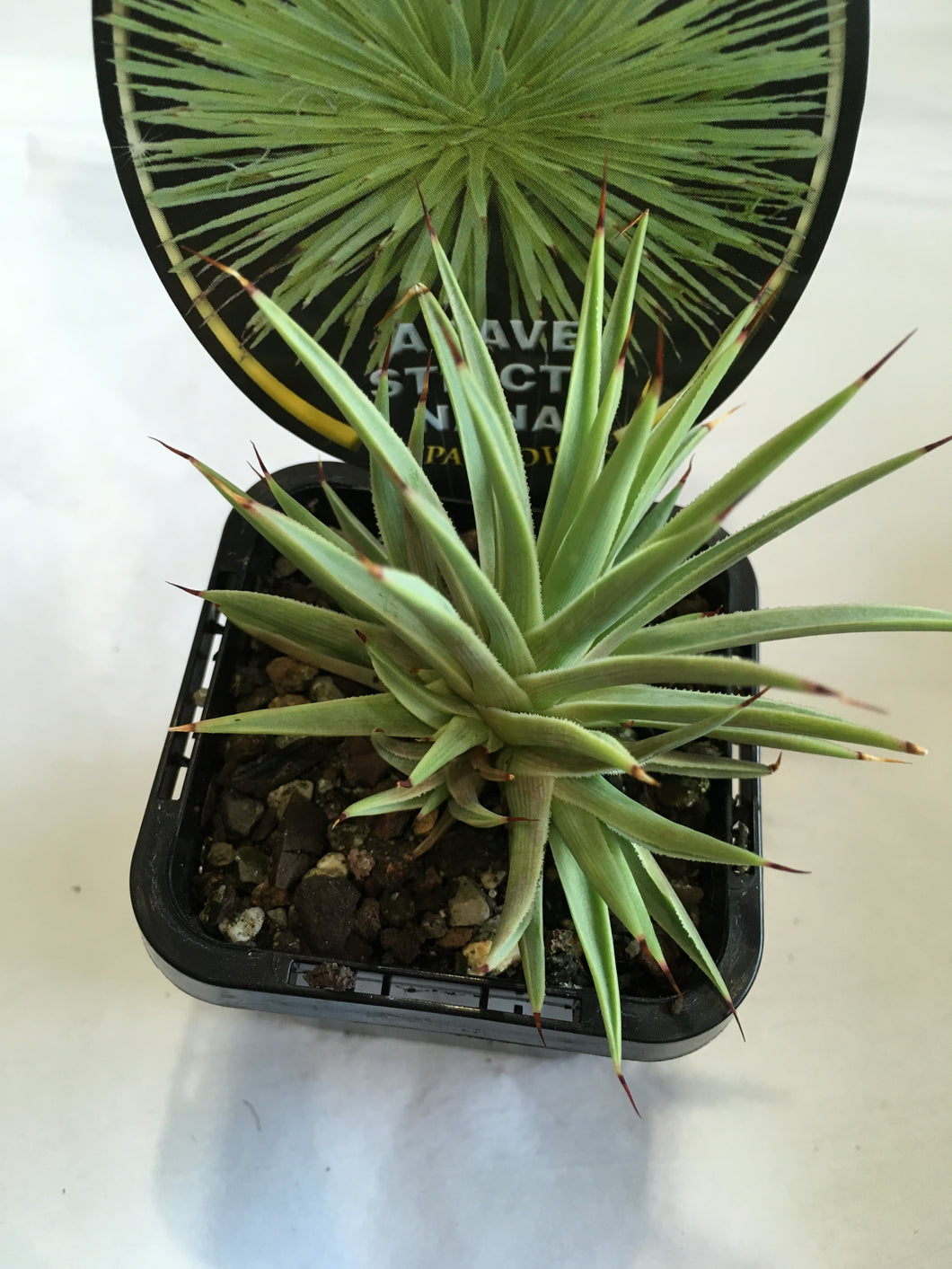 Agave Stricta Nana in 7cm pot