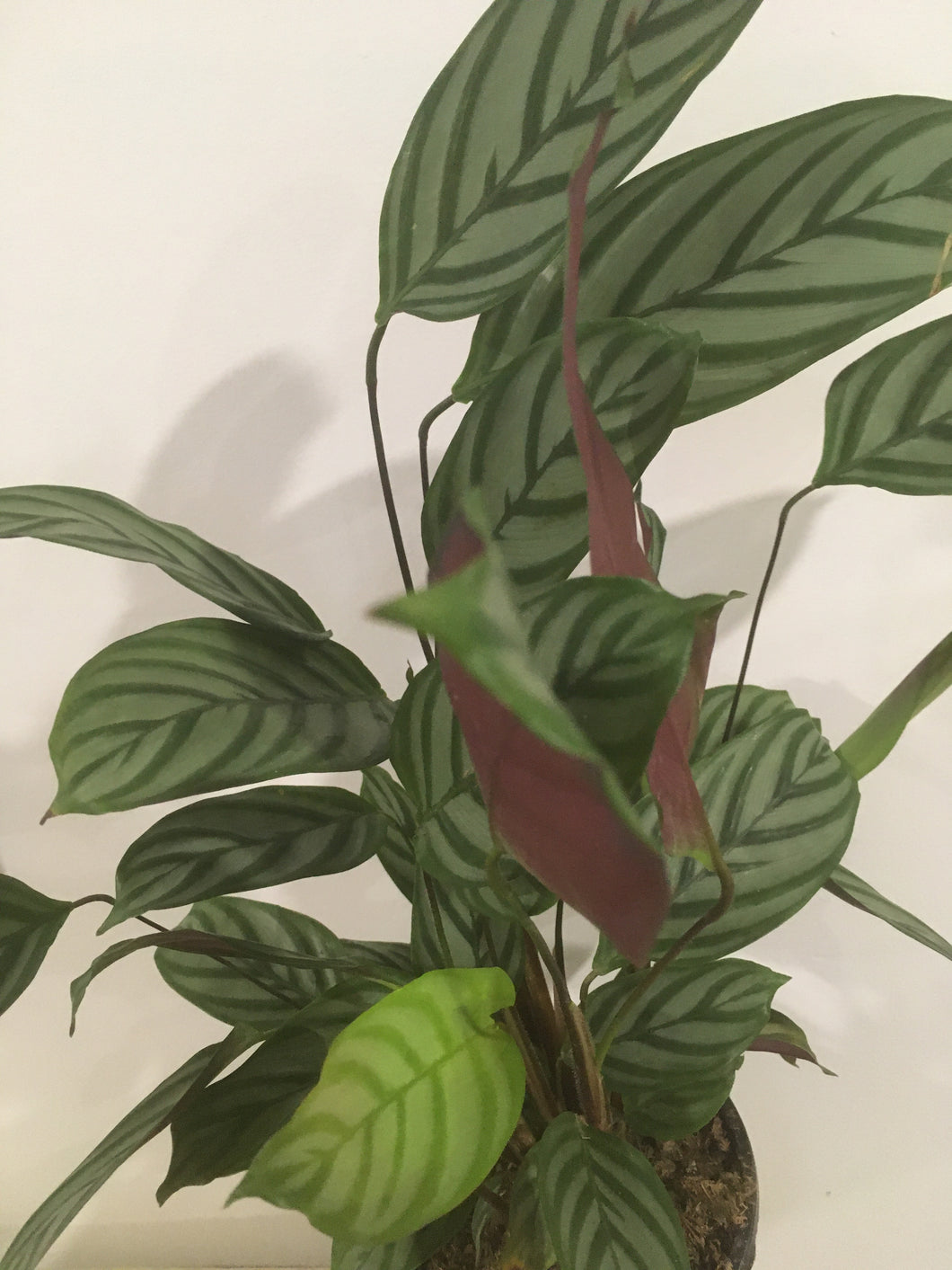 Calathea Majestica Exotica in 17cm pot