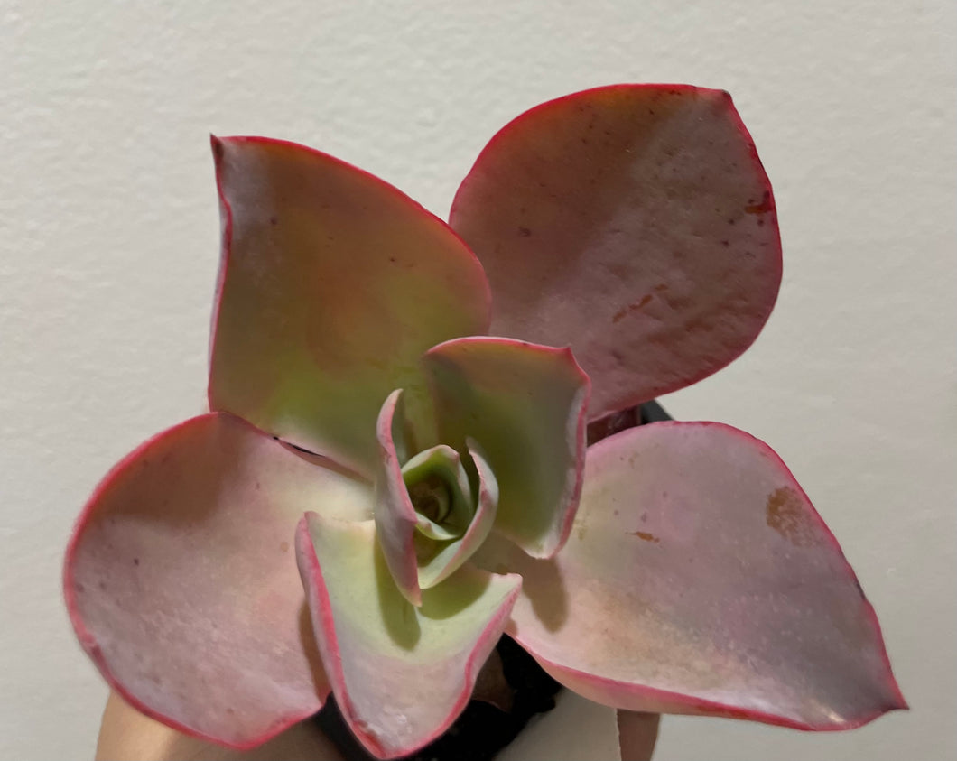 Echeveria afterglow in 7.5cm pot