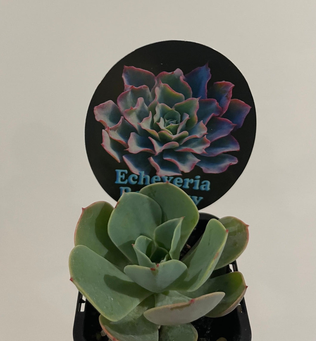 Echeveria Rainbow in 7cm