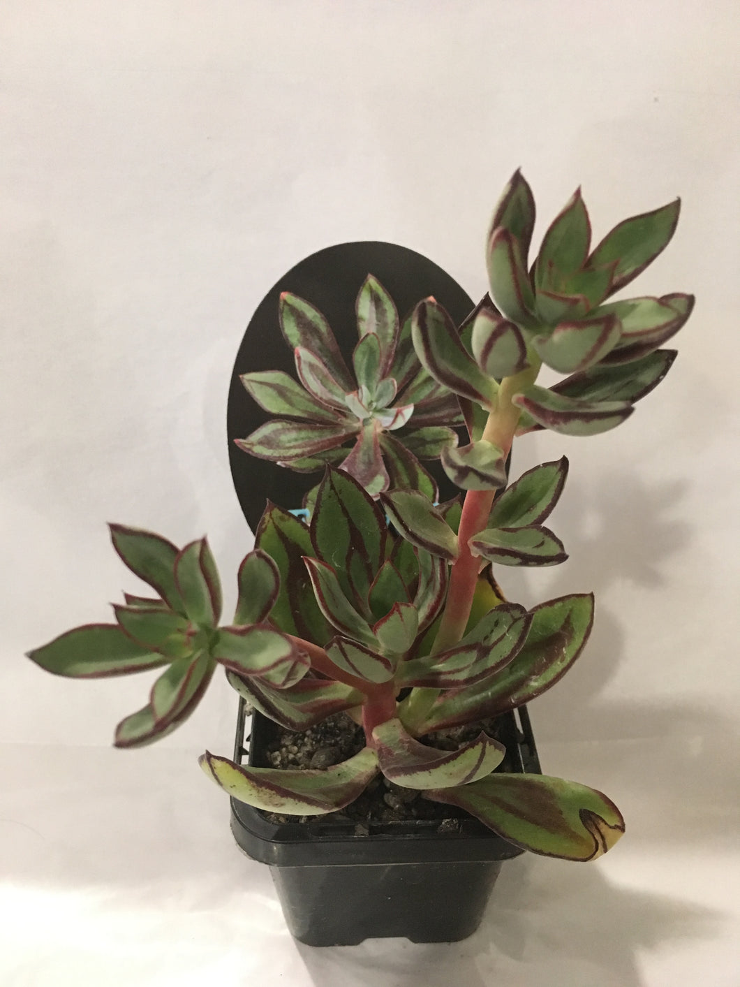 Echeveria Nodulosa in 7cm pot