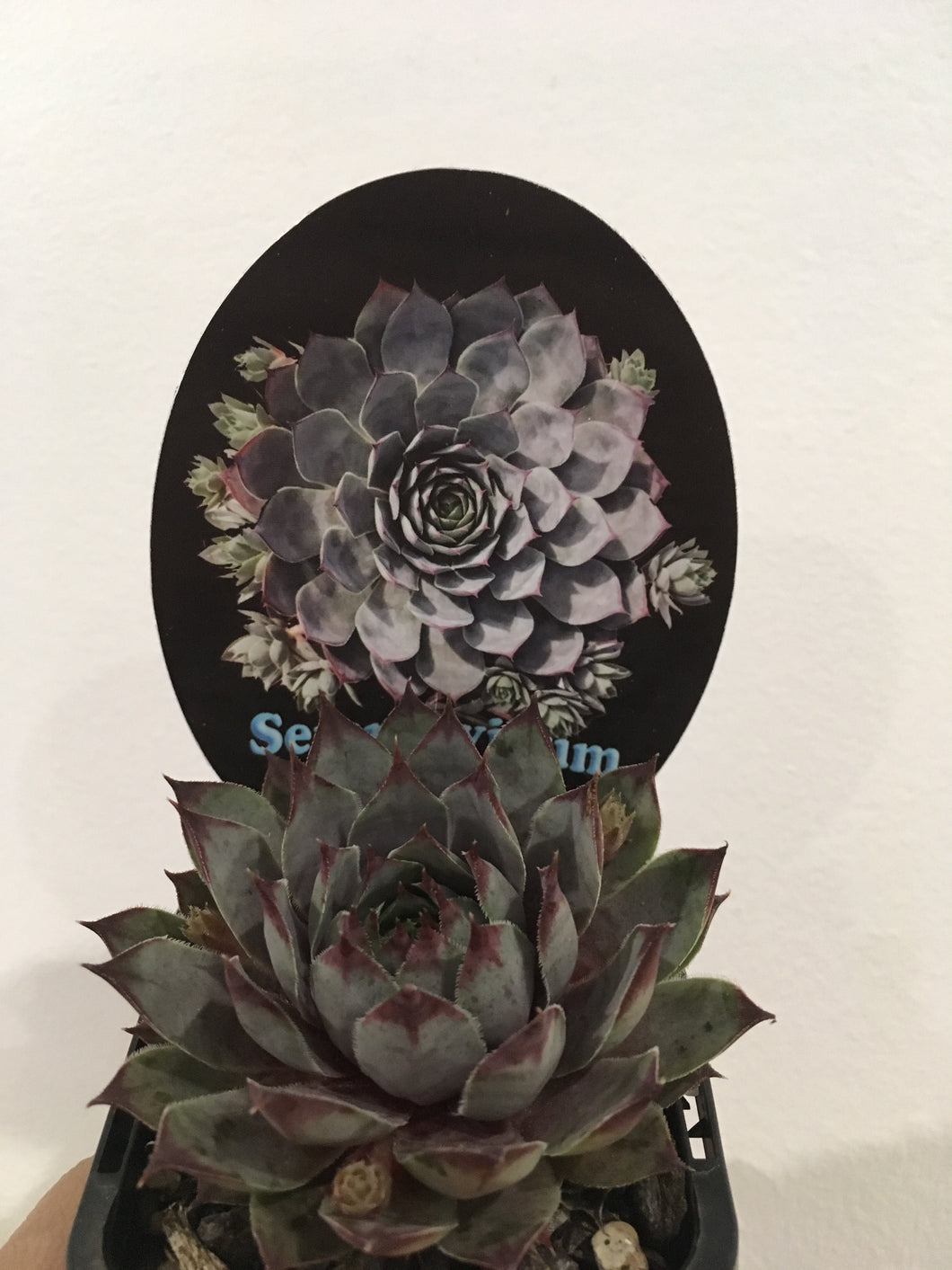 Sempervivum Blue Boy in 7cm pot