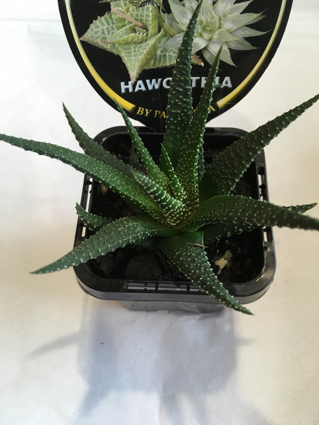 Haworthia in 7cm pot