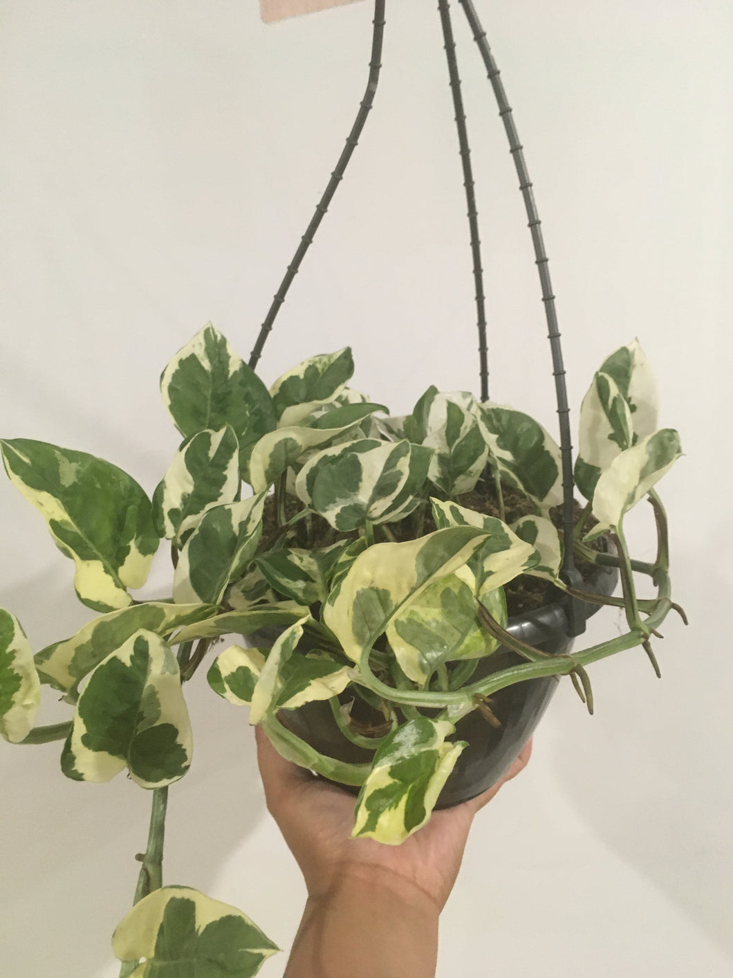 Epipremnum aureum snow queen in 20cm pot