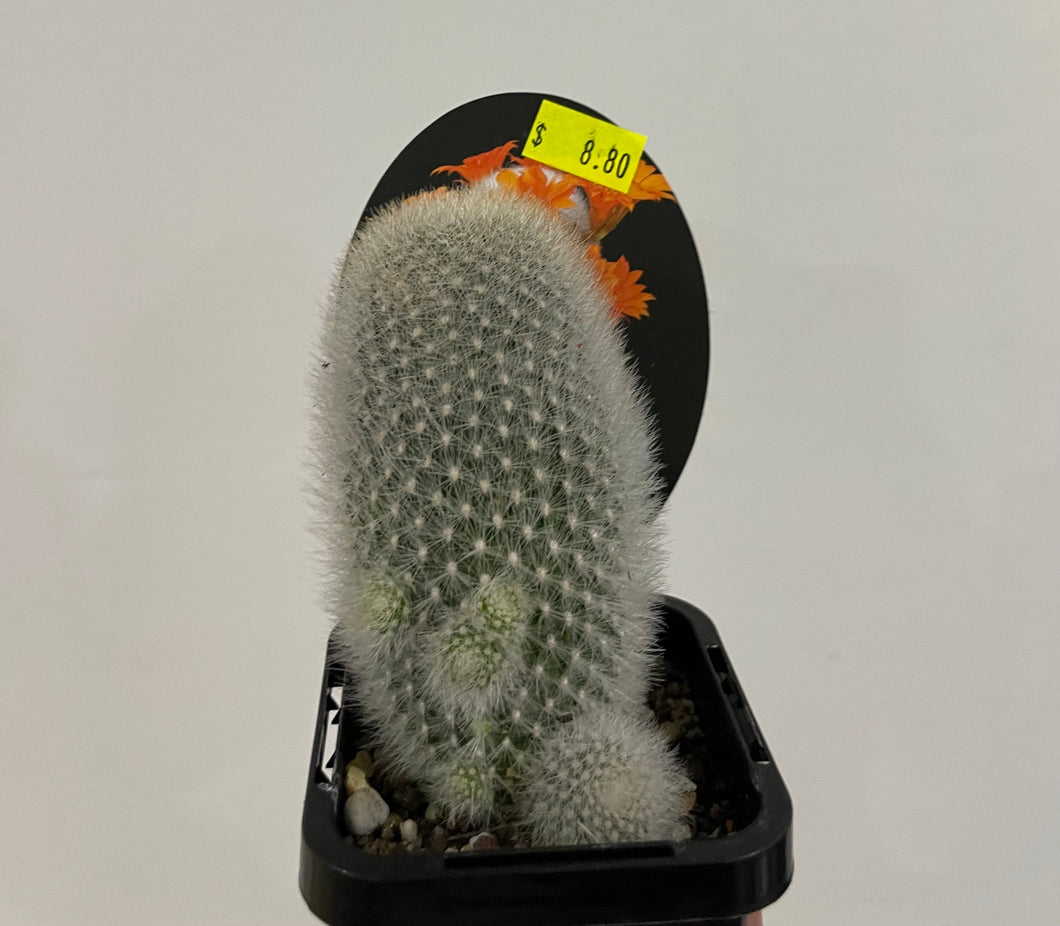 Aylostera muscula in 7cm pot