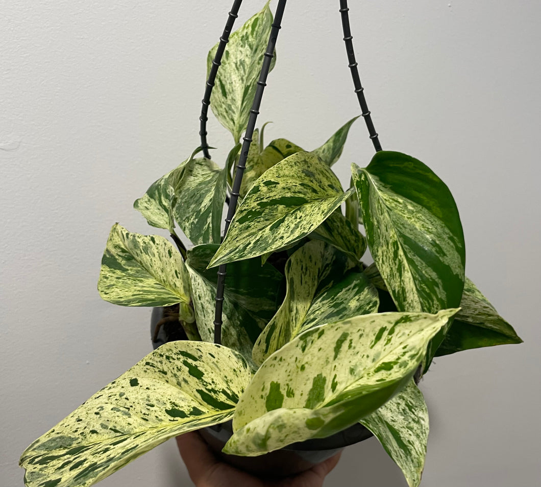 Epipremnum aureum marble queen in 20cm hanging pot