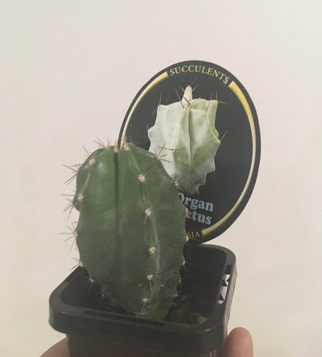 Stenocereus pruinosa in 7cm pot